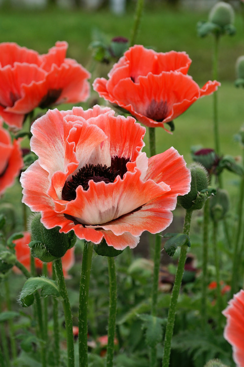 Papaver orientale 'Carnival'